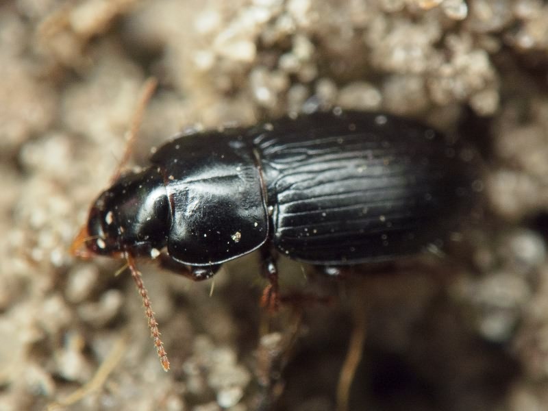Harpalus picipennis (Duftschmid, 1812)
